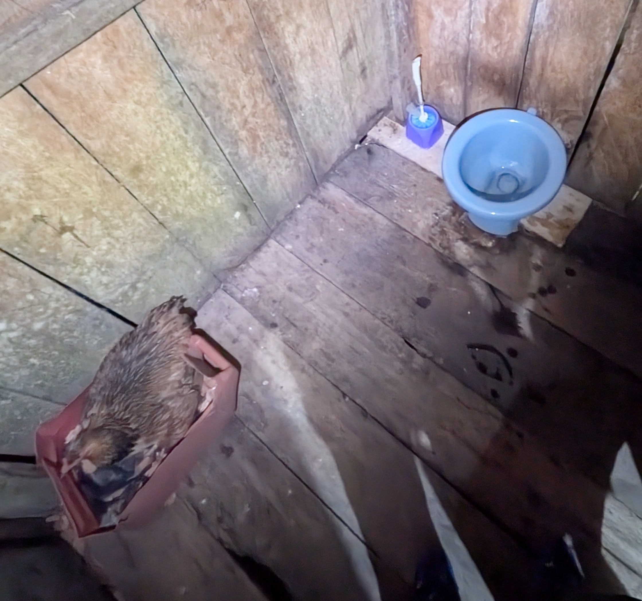 A rustic wooden outhouse with a blue toilet and a surprise animal visitor