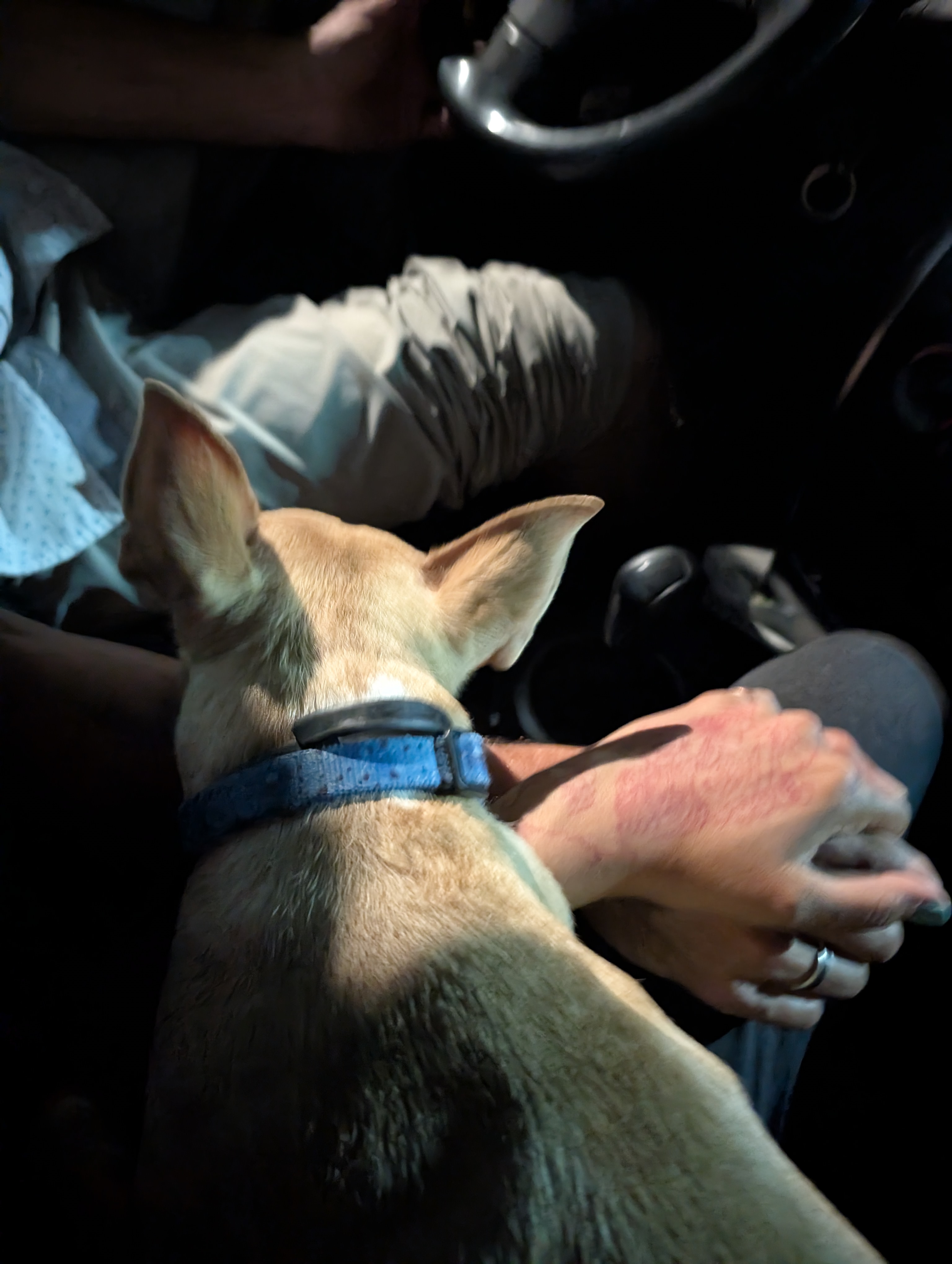 A small tan dog with a blue collar riding in the car beside joined hands