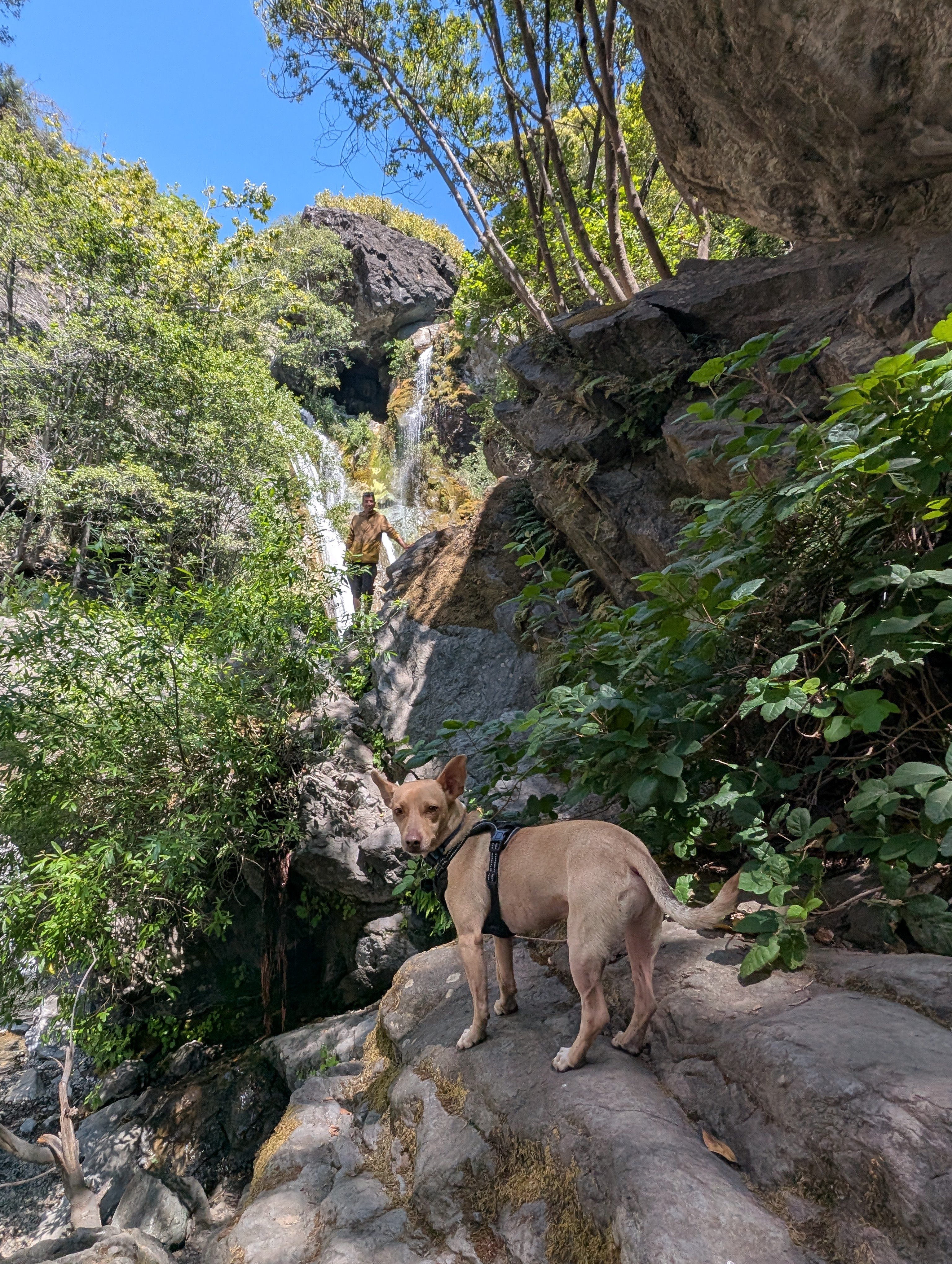 A small tan dog in a harness on a boulder, with Jose Manuel standing by a waterfall behind